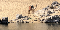 Nile camel