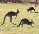 3 kangaroos