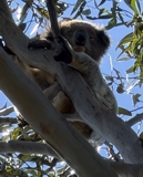 koala