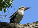 laughing kookaburra