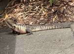 water dragon