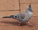 crested pigeon