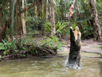 jumping crocodile