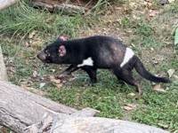 Tazmanian devil