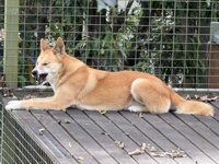 dingo