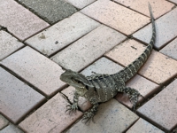 water dragon