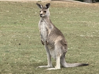 kangaroo