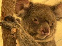 koala